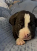 Boxer, a male Boxer for sale in Medway, MA – Photo 1 of 9