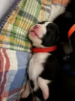 Boxer, a male Boxer for sale in Medway, MA – Photo 2 of 9