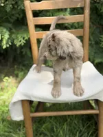 River , a male Aussiedoodle and Poodle - Standard  for sale in Boonville, NC – 6 of 6