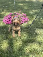 Maggie , a female Cockapoo and Poodle - Miniature  for sale in Boonville, NC – 5 of 7