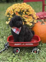 Oliver , a male Miniature Goldendoodle for sale in Boonville, NC – 8 of 10