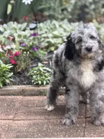 Cole , a male Aussiedoodle and Poodle - Standard  for sale in Boonville, NC – 5 of 6