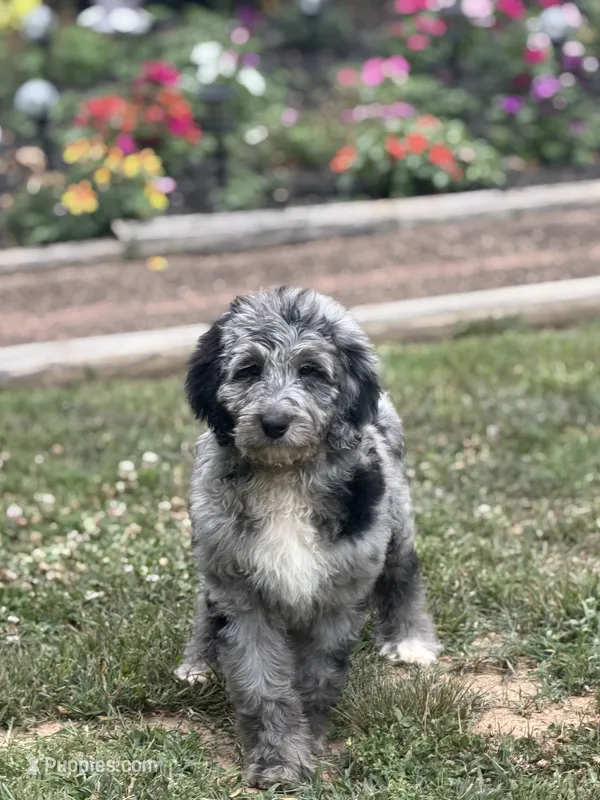 Cole  – Aussiedoodle, Poodle - Standard  puppy for sale in Boonville, NC