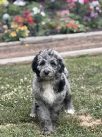 Cole , a male Aussiedoodle and Poodle - Standard  for sale in Boonville, NC – 3 of 6