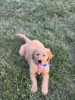 Milo, a male Golden Retriever for sale in Boonville, NC – 2 of 6