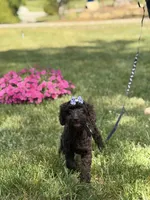Delilah , a female Poodle - Miniature  and Miniature Goldendoodle for sale in Boonville, NC – 2 of 8