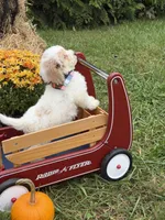 Griffin , a male Miniature Goldendoodle for sale in Boonville, NC – 7 of 8