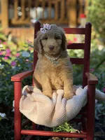 Nellie , a female Aussiedoodle for sale in Boonville, NC – 4 of 6