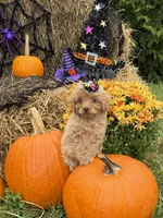 Anna, a female Miniature Goldendoodle for sale in Boonville, NC – 4 of 5