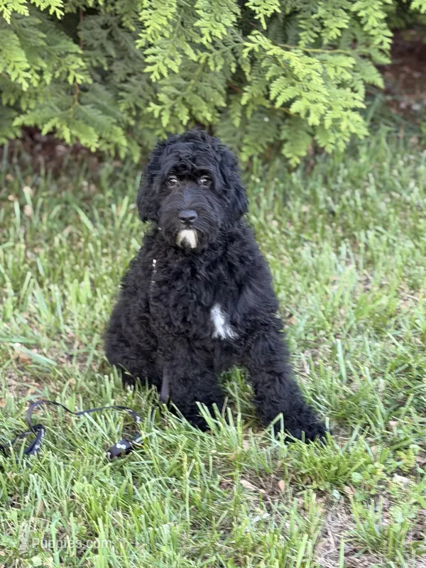 Luke  – Cockapoo, Miniature Goldendoodle puppy for sale in Boonville, NC