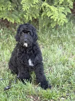 Luke , a male Cockapoo and Miniature Goldendoodle for sale in Boonville, NC – Photo 2 of 4