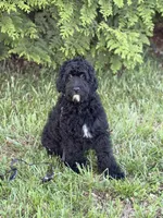 Luke , a male Cockapoo and Miniature Goldendoodle for sale in Boonville, NC – Photo 4 of 4