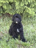 Luke , a male Cockapoo and Miniature Goldendoodle for sale in Boonville, NC – Photo 3 of 4