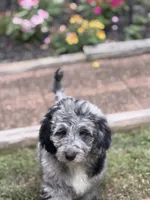 Cole , a male Aussiedoodle and Poodle - Standard  for sale in Boonville, NC – 2 of 6