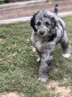 Cole , a male Aussiedoodle and Poodle - Standard  for sale in Boonville, NC – 6 of 6