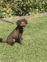 Ollie , a male Poodle - Miniature  and Miniature Goldendoodle for sale in Boonville, NC – 2 of 2