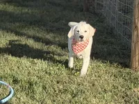 Maple , a female English Cream Golden Retriever for sale in Boonville, NC – 2 of 5