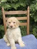 Tucker , a male Aussiedoodle and Poodle - Standard  for sale in Boonville, NC – 4 of 4