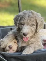 Boone , a male Aussiedoodle for sale in Boonville, NC – 3 of 5
