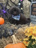 Sawyer , a male Miniature Goldendoodle for sale in Boonville, NC – 6 of 6