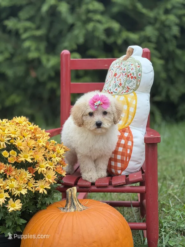Lainey  – Miniature Goldendoodle puppy for sale in Boonville, NC