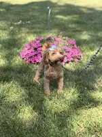 Maggie , a female Cockapoo and Poodle - Miniature  for sale in Boonville, NC – 4 of 7