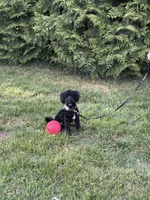Dylan in training , a male Cockapoo and Poodle - Miniature  for sale in Boonville, NC – Photo 5 of 5