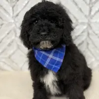 Dylan , a male Cockapoo and Poodle - Miniature  for sale in Boonville, NC – Photo 2 of 3