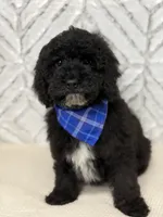 Dylan , a male Cockapoo and Poodle - Miniature  for sale in Boonville, NC – Photo 2 of 3