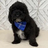 Dylan , a male Cockapoo and Poodle - Miniature  for sale in Boonville, NC – Photo 3 of 3