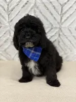 Dylan , a male Cockapoo and Poodle - Miniature  for sale in Boonville, NC – Photo 3 of 3