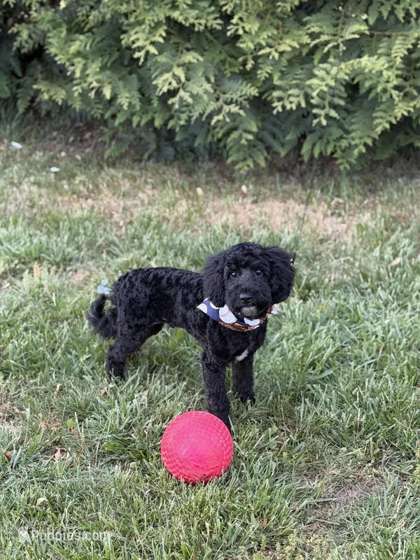 Dylan in training  – Cockapoo, Poodle - Miniature  puppy for sale in Boonville, NC