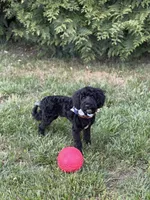 Dylan in training , a male Cockapoo and Poodle - Miniature  for sale in Boonville, NC – Photo 1 of 5