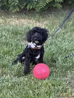Dylan in training , a male Cockapoo and Poodle - Miniature  for sale in Boonville, NC – Photo 3 of 5