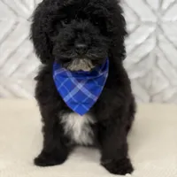 Dylan , a male Cockapoo and Poodle - Miniature  for sale in Boonville, NC – Photo 1 of 3