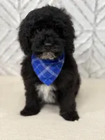 Dylan , a male Cockapoo and Poodle - Miniature  for sale in Boonville, NC – Photo 1 of 3