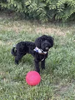 Dylan in training , a male Cockapoo and Poodle - Miniature  for sale in Boonville, NC – Photo 4 of 5