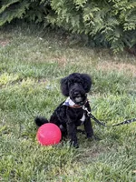 Dylan in training , a male Cockapoo and Poodle - Miniature  for sale in Boonville, NC – Photo 2 of 5