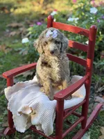 Bessie , a female Aussiedoodle for sale in Boonville, NC – 3 of 5