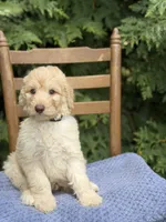 Tucker , a male Aussiedoodle and Poodle - Standard  for sale in Boonville, NC – 3 of 4
