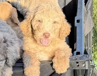 Milo, a male Aussiedoodle for sale in Boonville, NC – 3 of 6