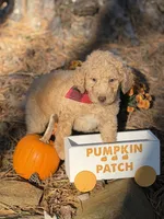 Milo, a male Aussiedoodle for sale in Boonville, NC – 4 of 6