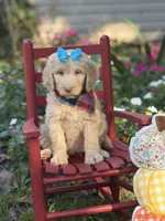 Darcy, a female Aussiedoodle for sale in Boonville, NC – 4 of 4