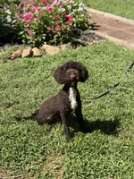 Benji, a male Poodle - Miniature  and Miniature Goldendoodle for sale in Boonville, NC – 2 of 2