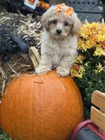 Callie, a female Miniature Goldendoodle for sale in Boonville, NC – 7 of 7