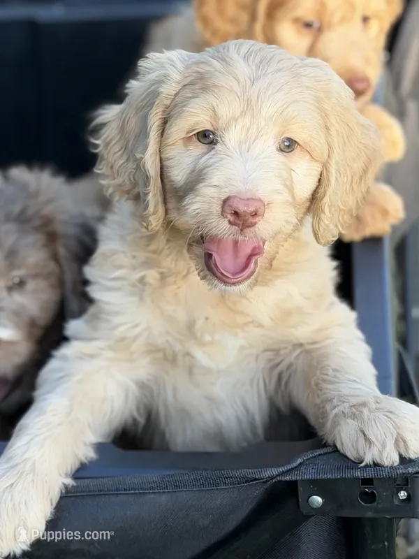 Darcy – Aussiedoodle puppy for sale in Boonville, NC