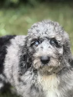 Phoenix, a male Aussiedoodle and Poodle - Standard  for sale in Boonville, NC – 4 of 5