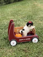 Maddie , a female Miniature Goldendoodle for sale in Boonville, NC – 10 of 10