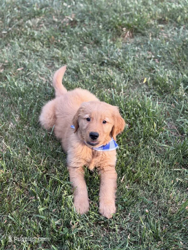 Milo – Golden Retriever puppy for sale in Boonville, NC