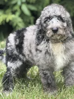 Phoenix, a male Aussiedoodle and Poodle - Standard  for sale in Boonville, NC – 2 of 5